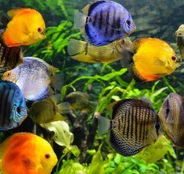 10 Of The Coolest Tropical Fish For Your Home Aquarium