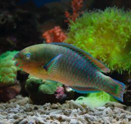 Your Tropical Fish FAQs Answered